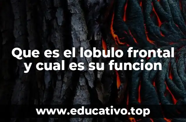 Que es el lobulo frontal y cual es su funcion