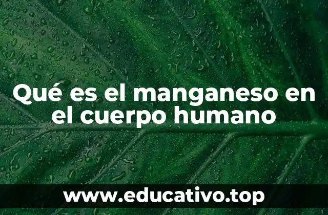 Qué es el manganeso en el cuerpo humano