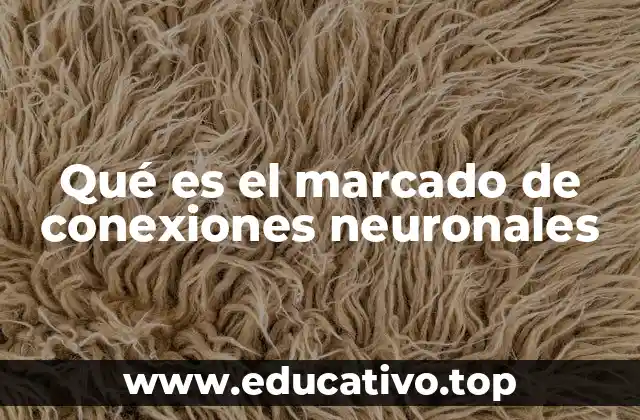 Qué es el marcado de conexiones neuronales