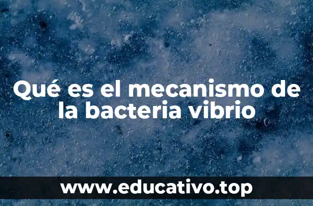 Qué es el mecanismo de la bacteria vibrio