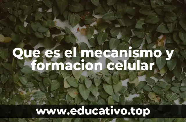 Que es el mecanismo y formacion celular