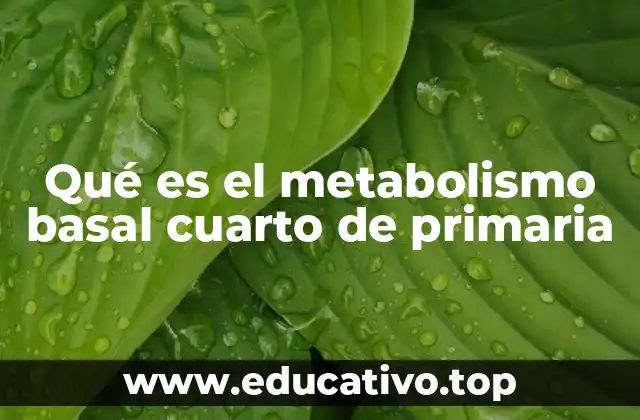 Qué es el metabolismo basal cuarto de primaria