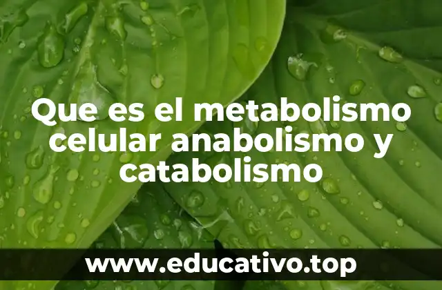 Que es el metabolismo celular anabolismo y catabolismo