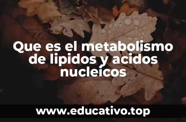 Que es el metabolismo de lipidos y acidos nucleicos