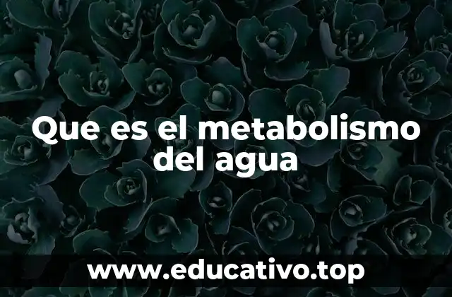 Que es el metabolismo del agua
