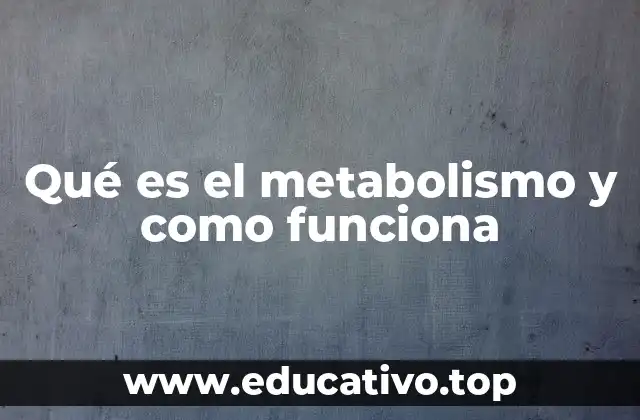Qué es el metabolismo y como funciona