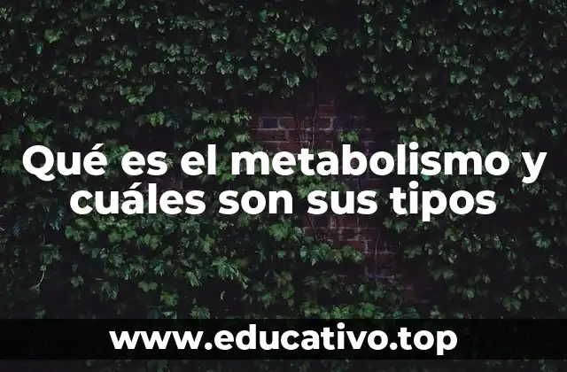 Qué es el metabolismo y cuáles son sus tipos