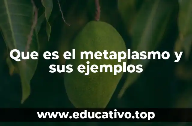Que es el metaplasmo y sus ejemplos