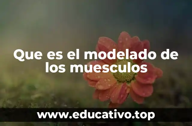 Que es el modelado de los muesculos
