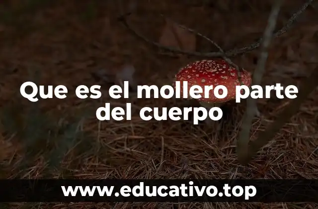 Que es el mollero parte del cuerpo