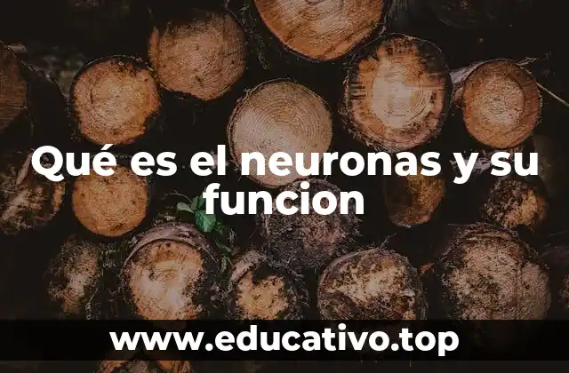 Qué es el neuronas y su funcion