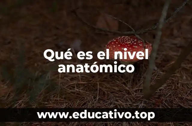 Qué es el nivel anatómico