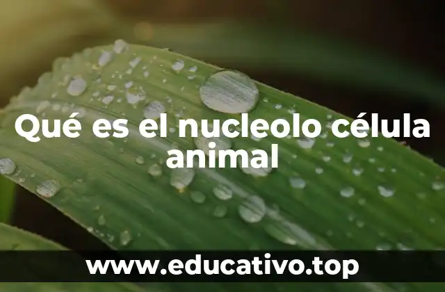Qué es el nucleolo célula animal