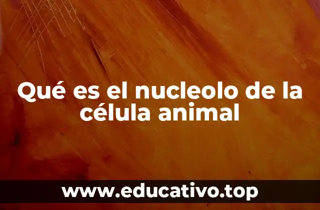 Qué es el nucleolo de la célula animal
