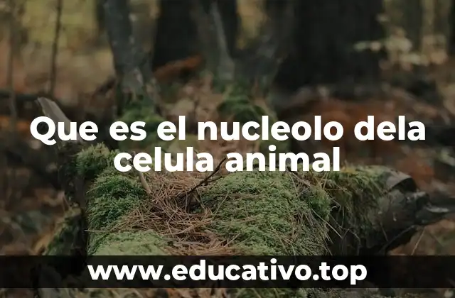 Que es el nucleolo dela celula animal