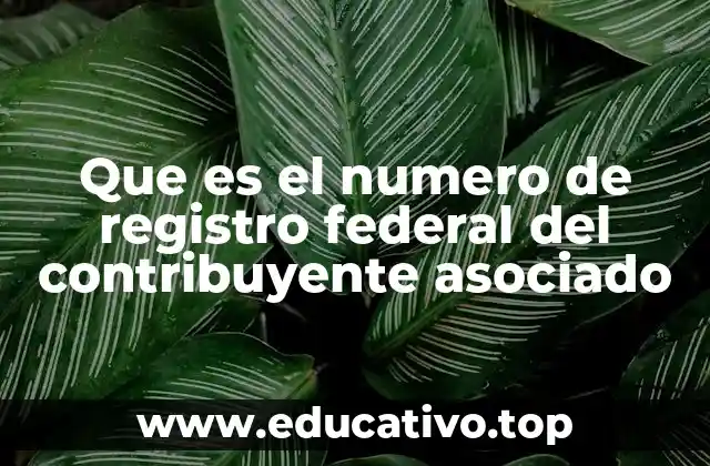 Que es el numero de registro federal del contribuyente asociado
