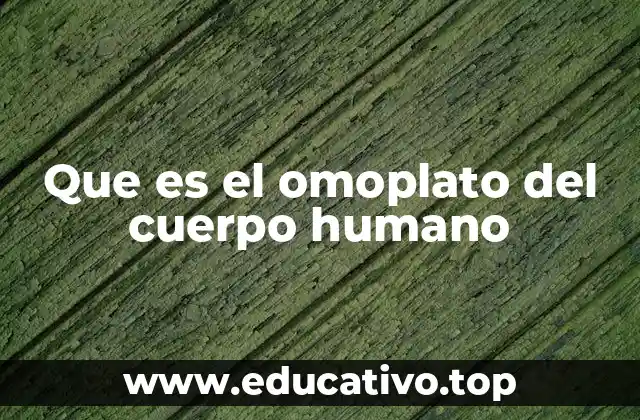 Que es el omoplato del cuerpo humano