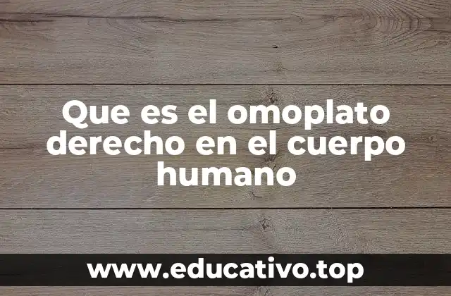 Que es el omoplato derecho en el cuerpo humano