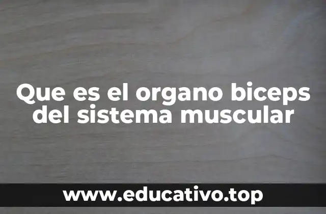 Que es el organo biceps del sistema muscular