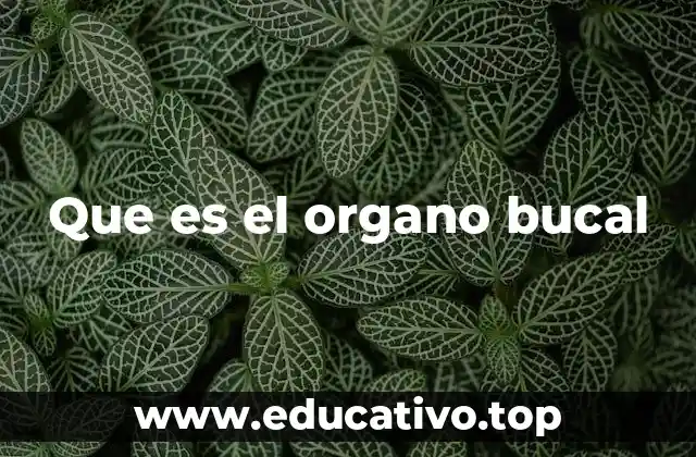 Que es el organo bucal