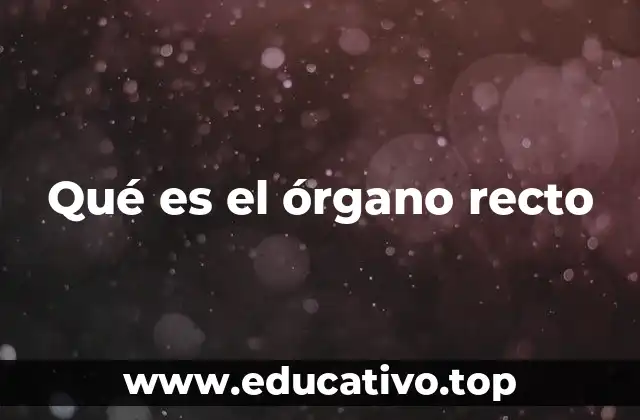 Qué es el órgano recto