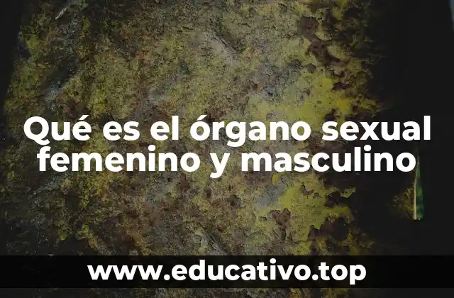 Qué es el órgano sexual femenino y masculino