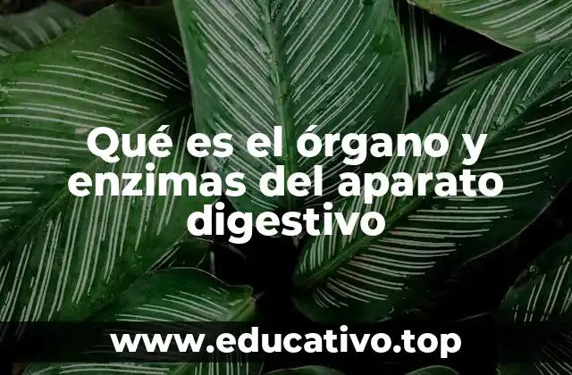 Qué es el órgano y enzimas del aparato digestivo