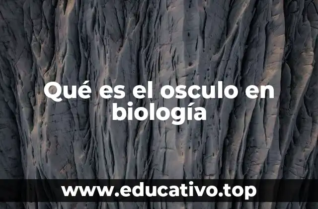 Qué es el osculo en biología