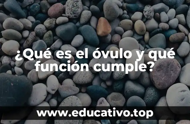¿Qué es el óvulo y qué función cumple?