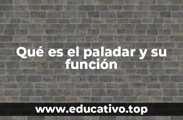 Qué es el paladar y su función