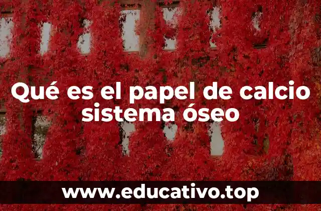 Qué es el papel de calcio sistema óseo