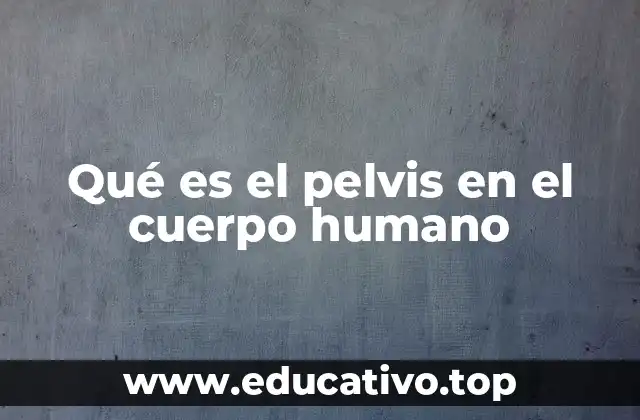 Qué es el pelvis en el cuerpo humano