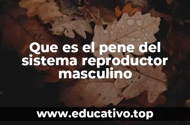 Que es el pene del sistema reproductor masculino