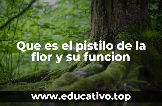 Que es el pistilo de la flor y su funcion