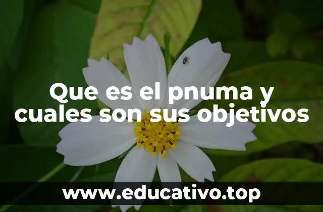 Que es el pnuma y cuales son sus objetivos
