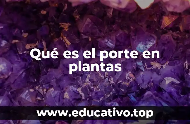 Qué es el porte en plantas