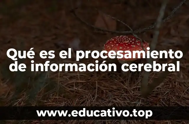 Qué es el procesamiento de información cerebral