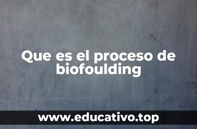 El impacto del biofouling en la industria marítima