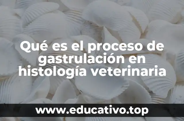 Qué es el proceso de gastrulación en histología veterinaria