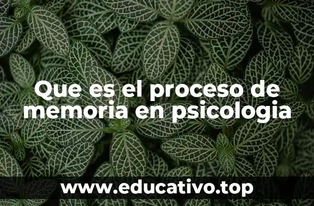 Cómo el cerebro organiza y gestiona la información