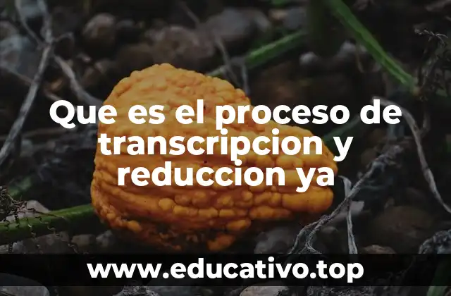 Que es el proceso de transcripcion y reduccion ya