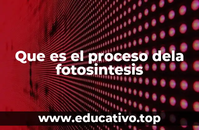 Cómo funciona el proceso de transformación de energía en las plantas