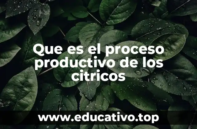 Que es el proceso productivo de los citricos