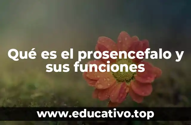 Qué es el prosencefalo y sus funciones