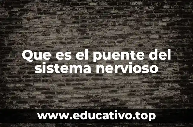 Que es el puente del sistema nervioso