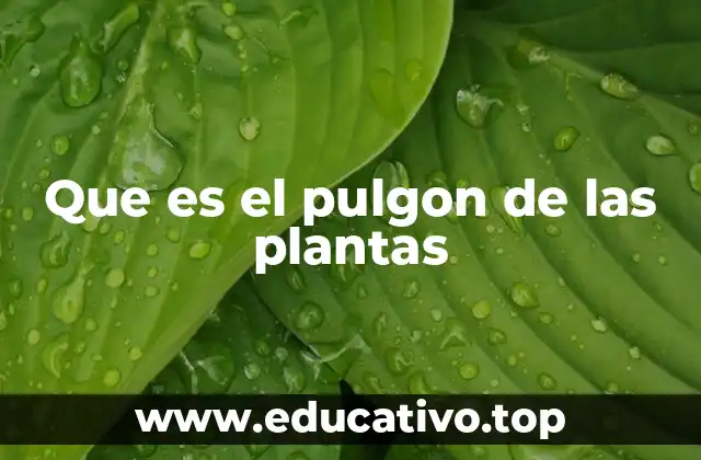 Que es el pulgon de las plantas