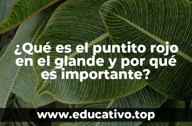 ¿Qué es el puntito rojo en el glande y por qué es importante?