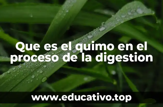 Que es el quimo en el proceso de la digestion