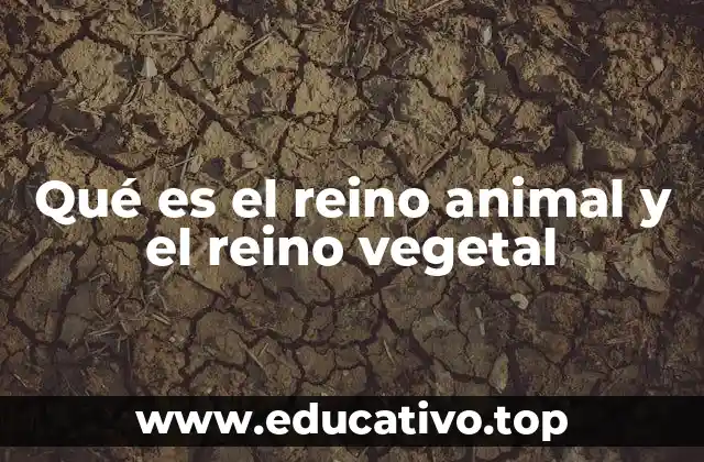 Qué es el reino animal y el reino vegetal
