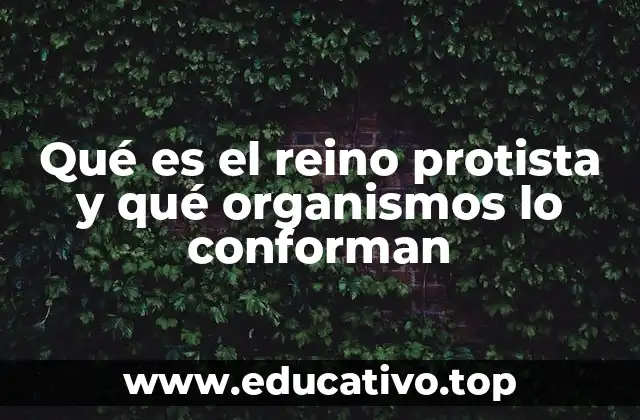 Qué es el reino protista y qué organismos lo conforman